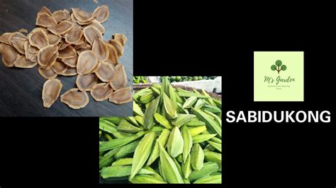 sabidukong in tagalog